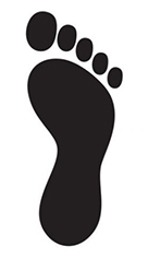 Свод стопы нормальный