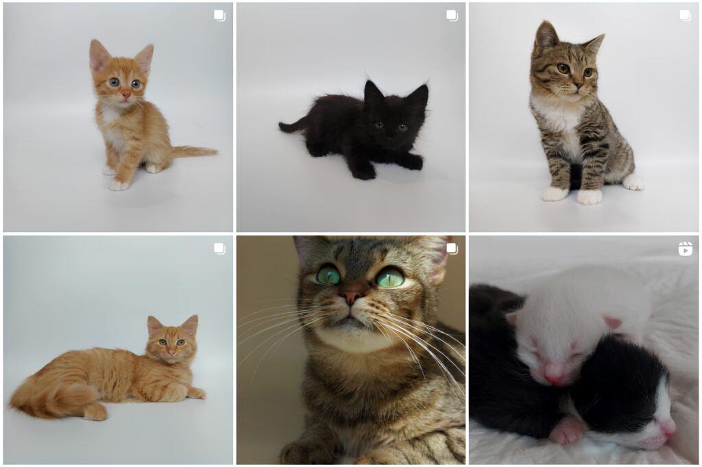 Где взять кота-пушистого друга бесплатно из приюта фото 1